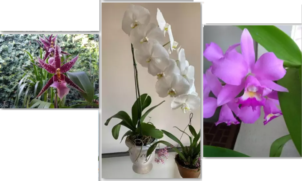 Curso-Orquídeas-sem-Segredos-Funciona